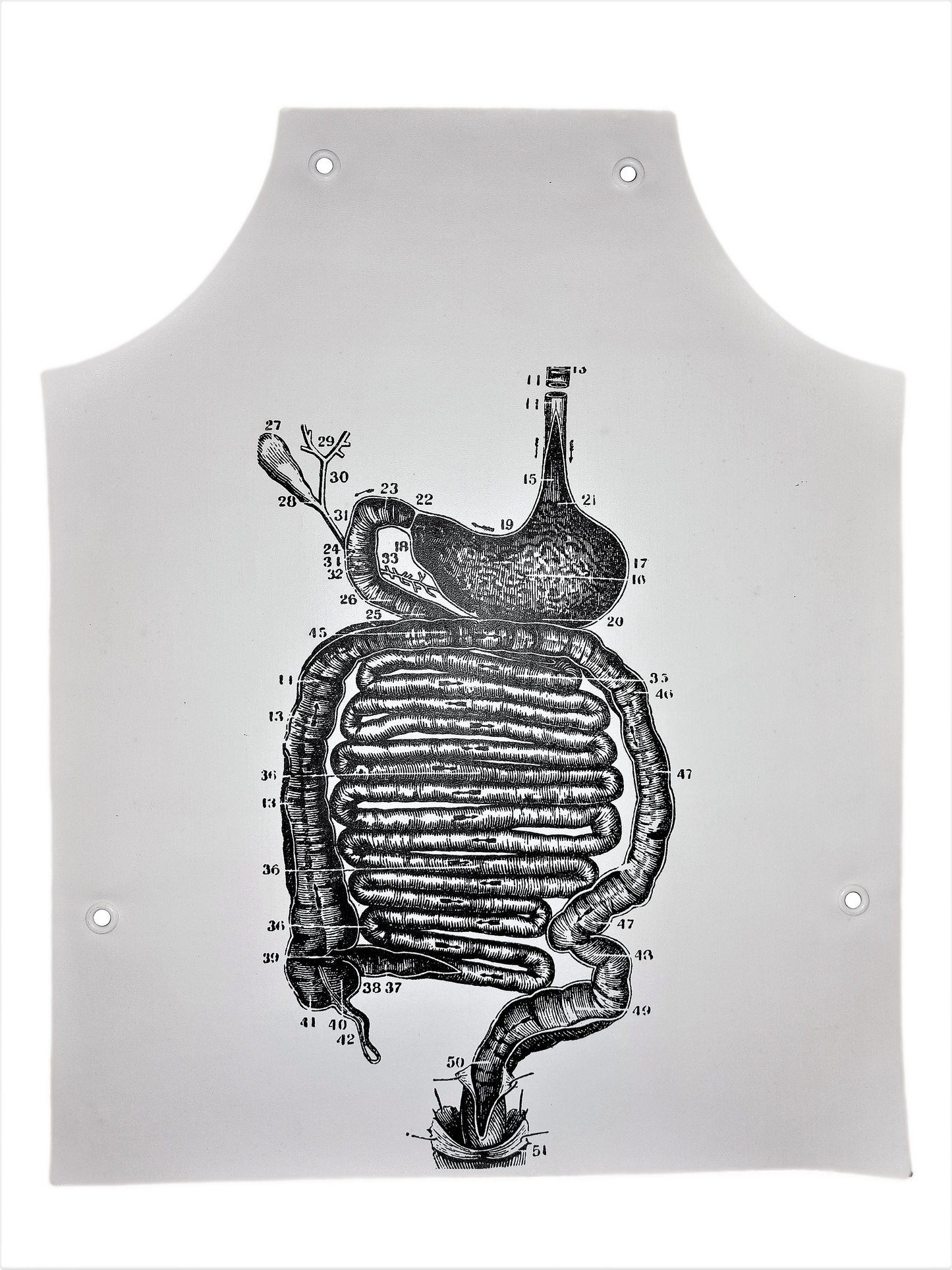 Jurgis Mačiūnas | Stomach Anatomy Apron, 1967-1973 | Screen printing on fabric vinyl with metal sleeves, 50.7x40.6